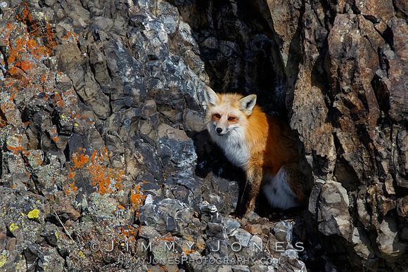 Red Fox