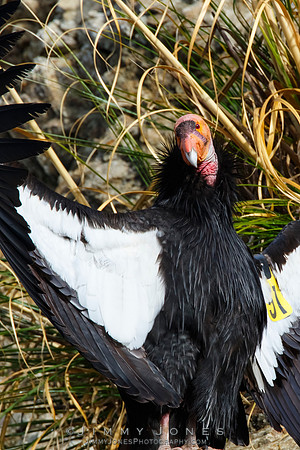 California Condor #57