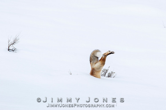 Red Fox Leap