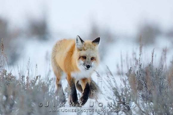 Red Fox