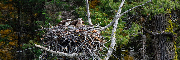 Osprey at Nest