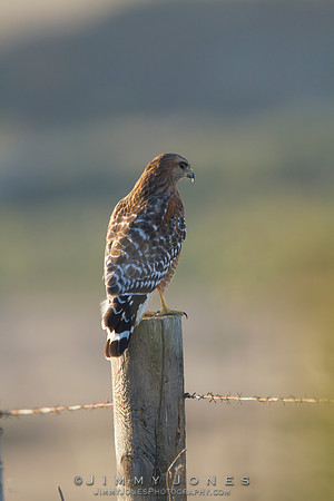Red-shouldered Hawk