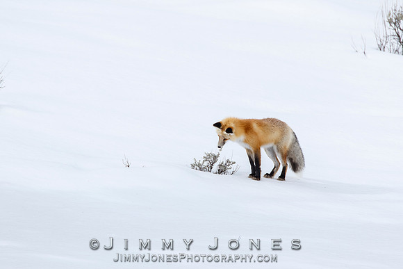 Red Fox
