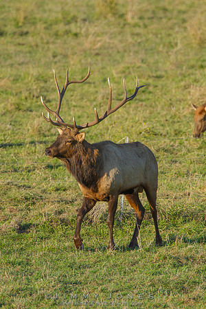 7x7 Bull Tule Elk