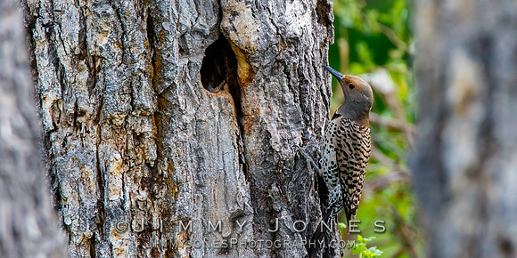 Northern Flicker