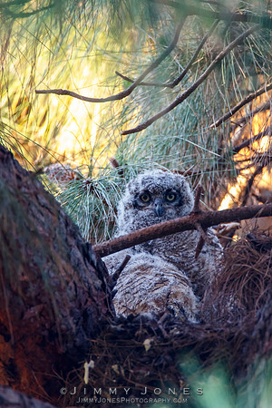 Great Horned Owlets