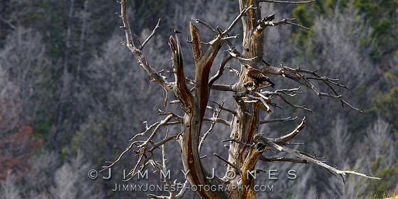 Golden Eagle in Halloween Tree
