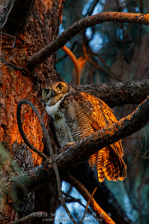 Great Horned Owl