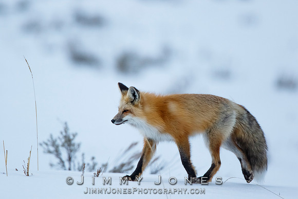Red Fox