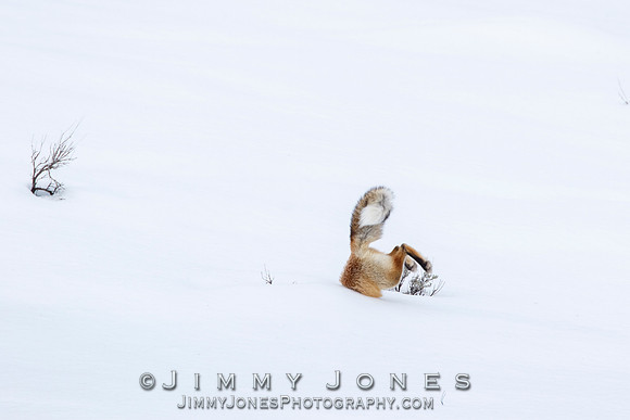 Red Fox Leap