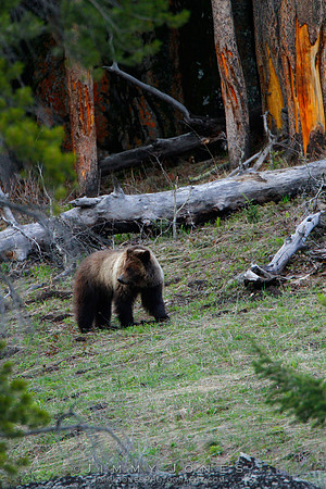 Grizzly Bear