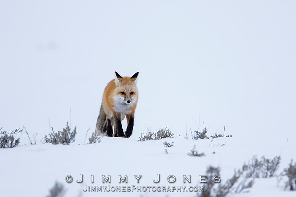 Red Fox