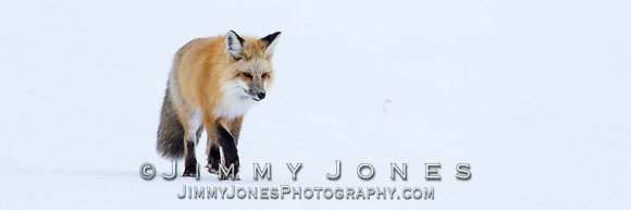 Red Fox