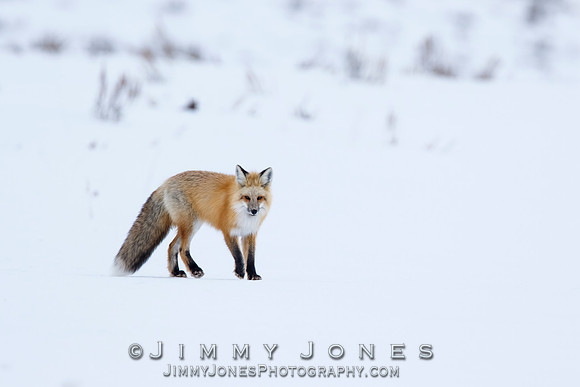 Red Fox