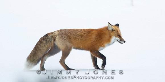 Red Fox