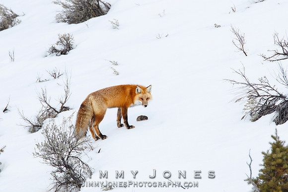 Red Fox