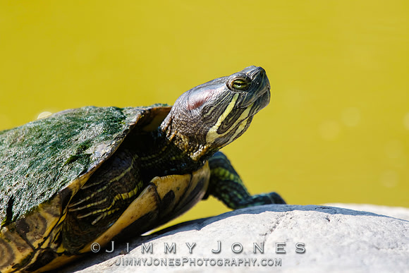 Red-eared slider