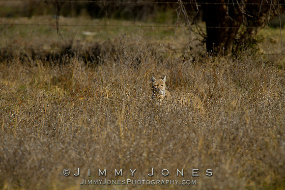 Bobcat