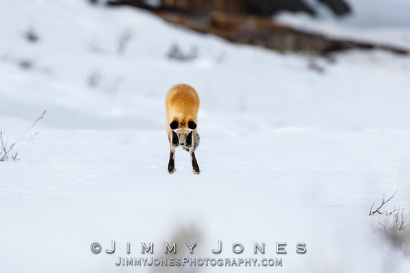 Red Fox Leap