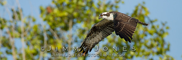 Osprey