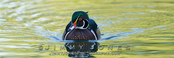 Wood Duck