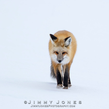 Red Fox