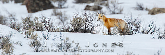 Red Fox