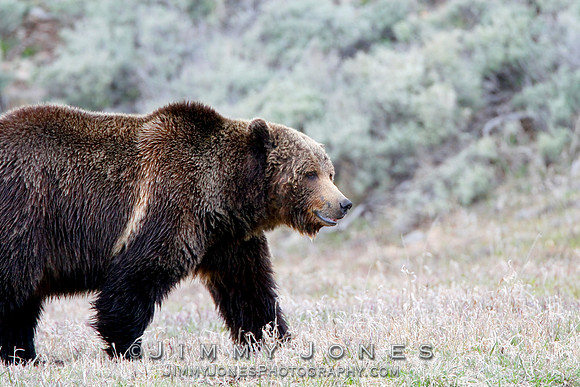 Grizzly Bear Boar