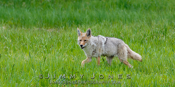 Coyote