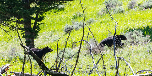 Black Bear Chase