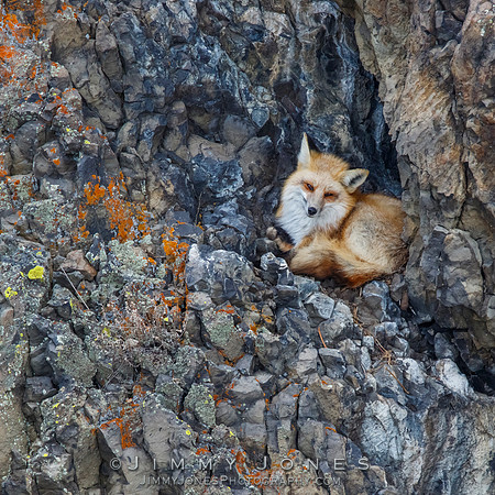 Red Fox