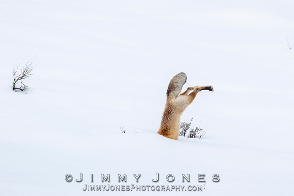 Red Fox Leap