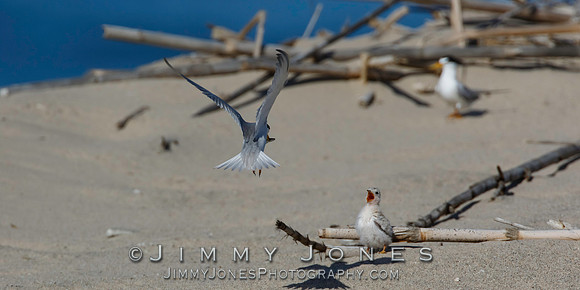 Least Tern Chick Getting Fed