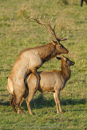 7x7 Bull Tule Elk Mating