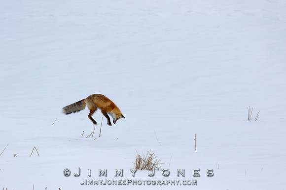Red Fox Leap