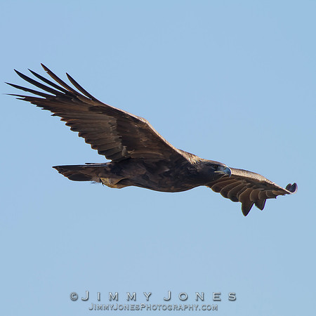 Golden Eagle