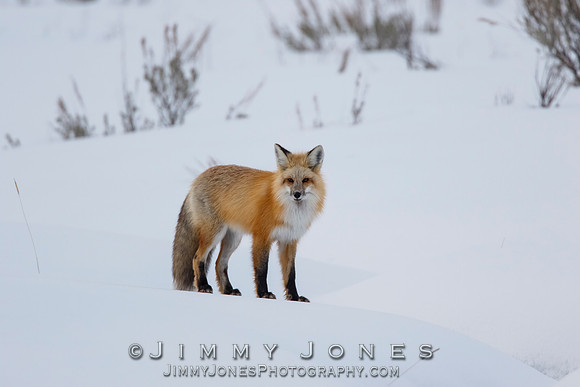 Red Fox
