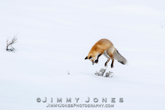 Red Fox Leap