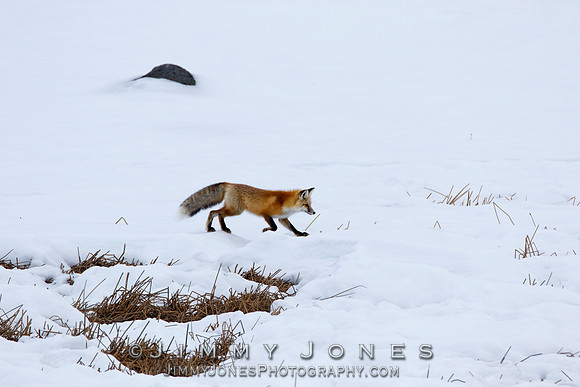 Red Fox