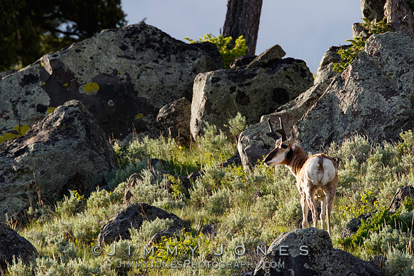 Pronghorn Buck