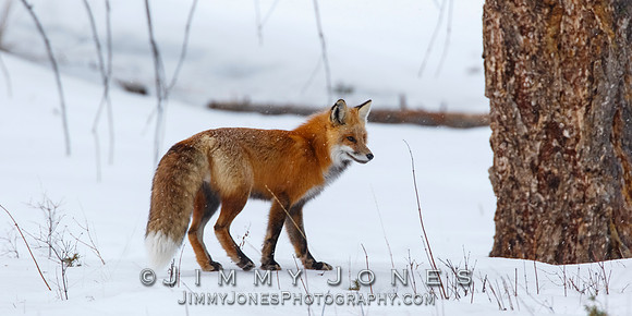 Red Fox