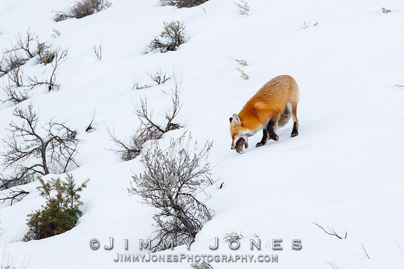 Red Fox