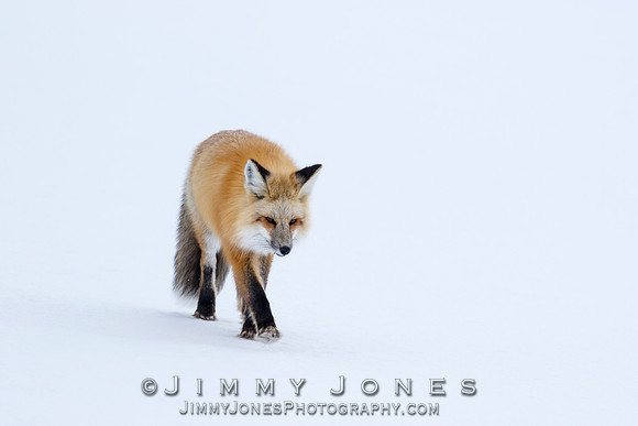 Red Fox