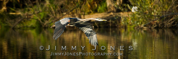 Blue Heron