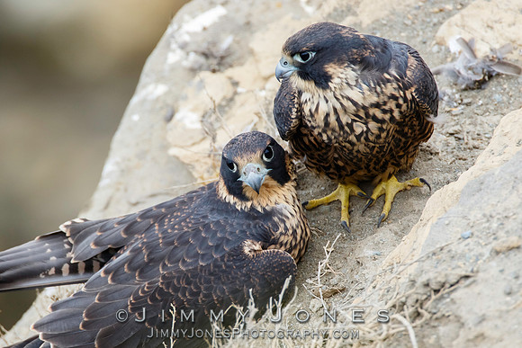 Juvenile - Peregrine Falcons
