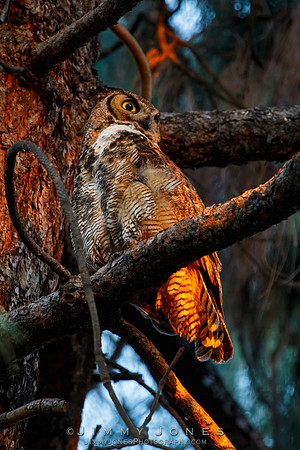 Great Horned Owl - CS/P0590