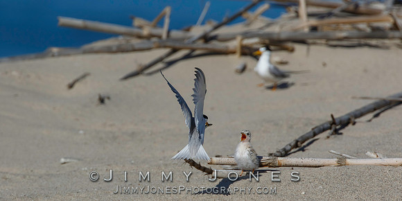 Least Tern Chick Getting Fed