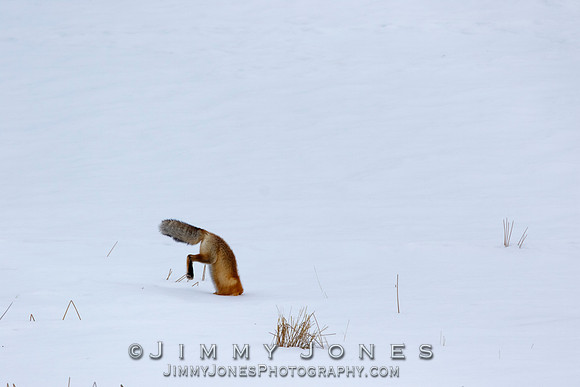 Red Fox Leap