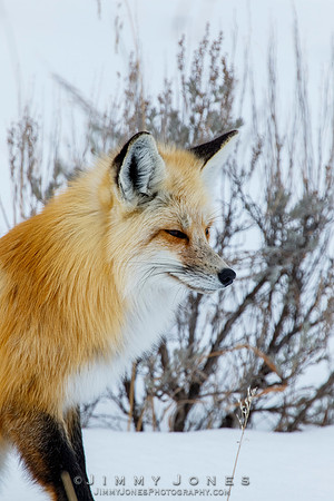Red Fox