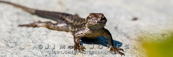 Lizard